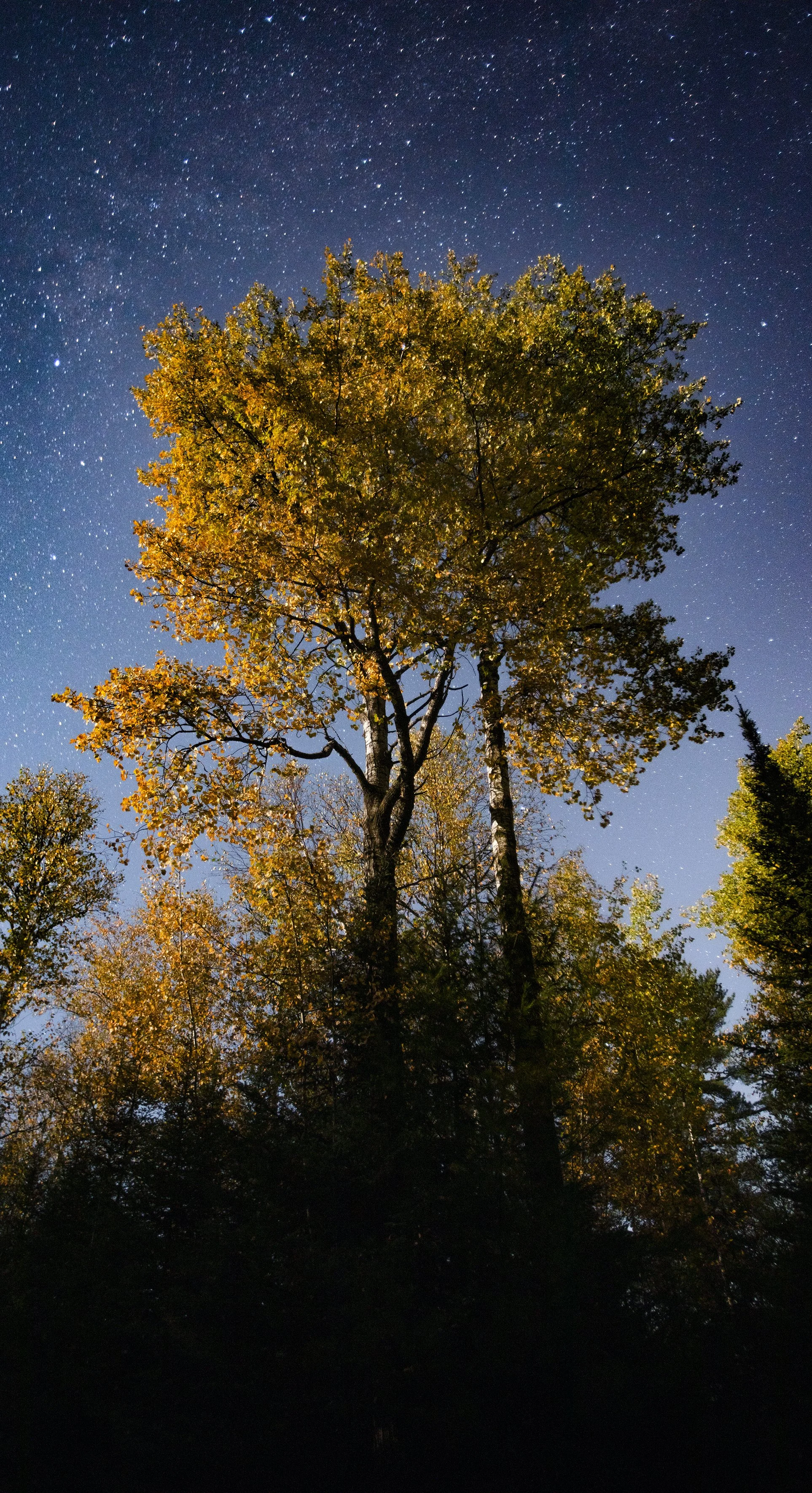 moon birch 1 copy.jpg