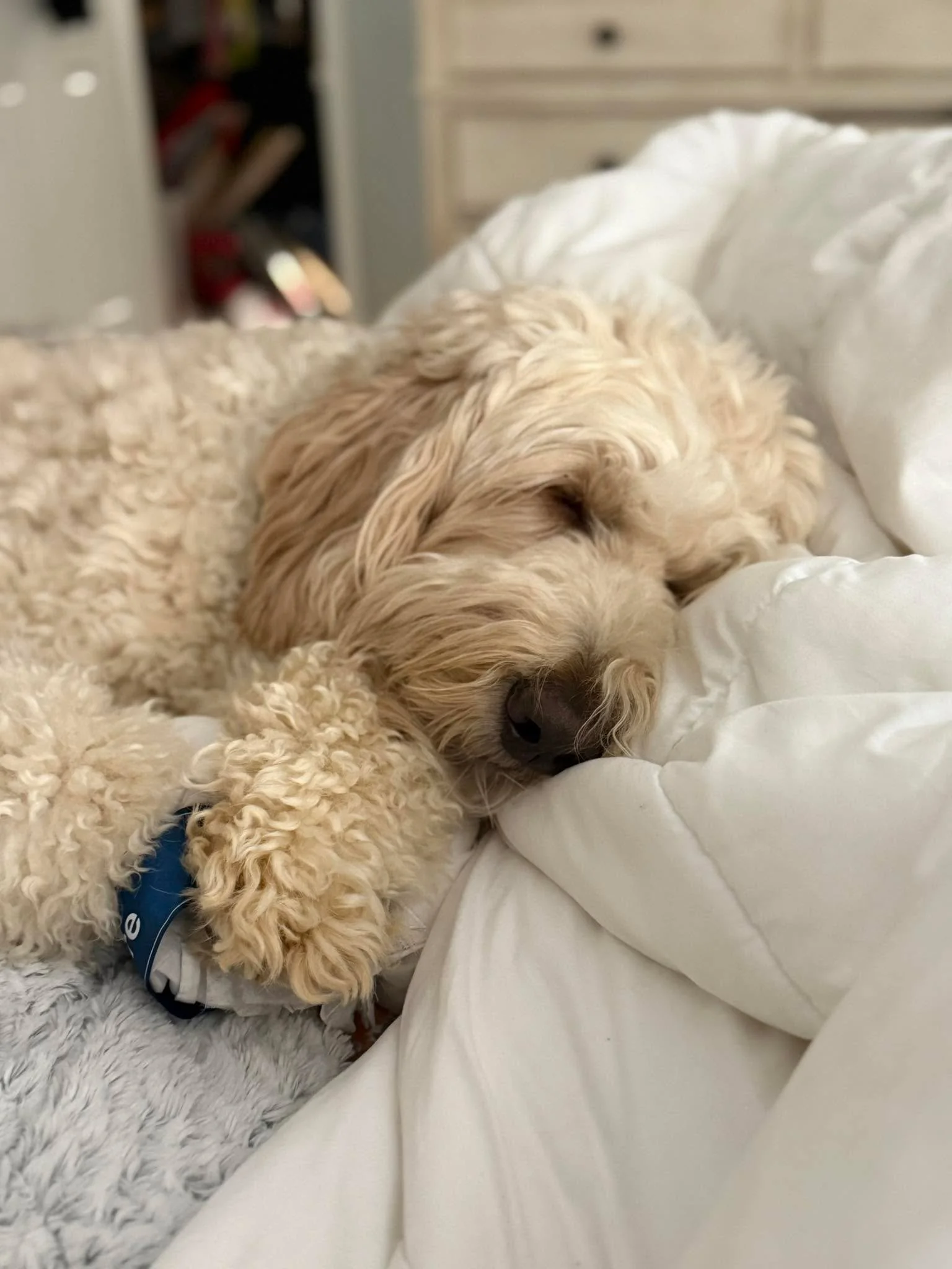 Is Koda Bear not the most precious thing you&rsquo;ve ever seen?! 🥹 Laying on my laundry so I can&rsquo;t fold it. Oh darn!