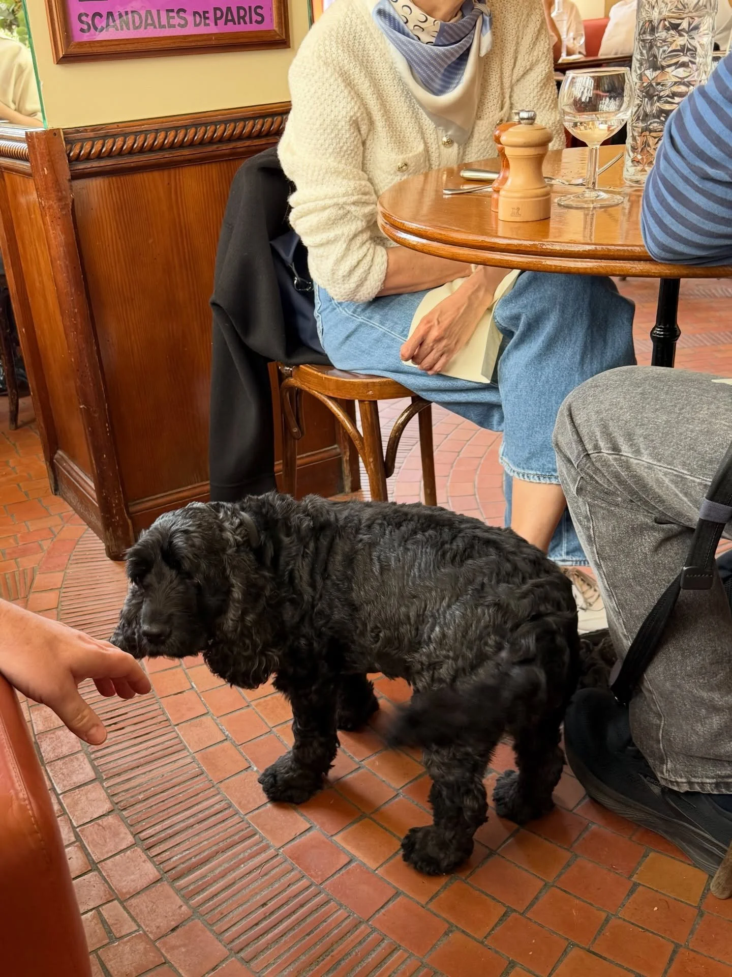 Bonjour Gaston! 🖤 🐾