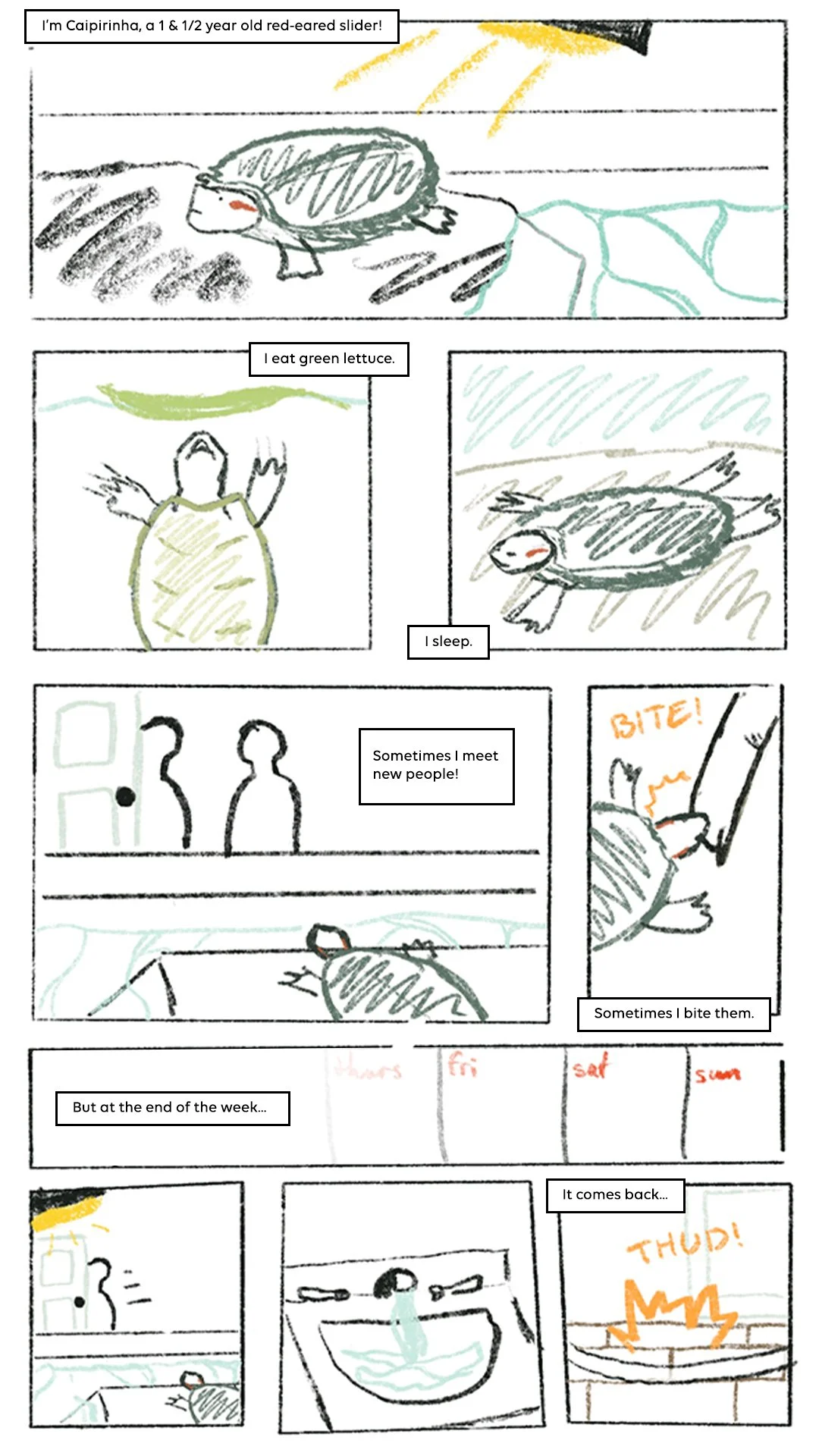 A children's comic strip featuring a red-eyed slider turtle named Caipirinha. The comic shows Caipirinha eating green lettuce, sleeping, meeting new people, biting them, and eventually getting hit on the head by a falling object. The turtle's interactions and daily activities are depicted throughout.