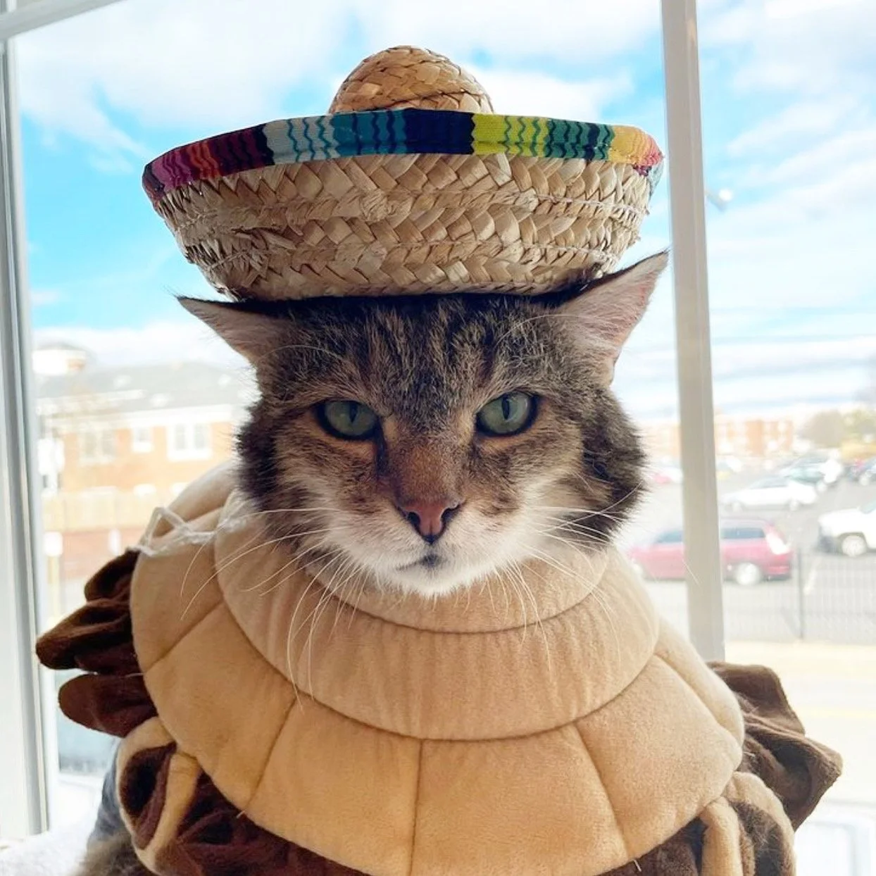 Taco Cat