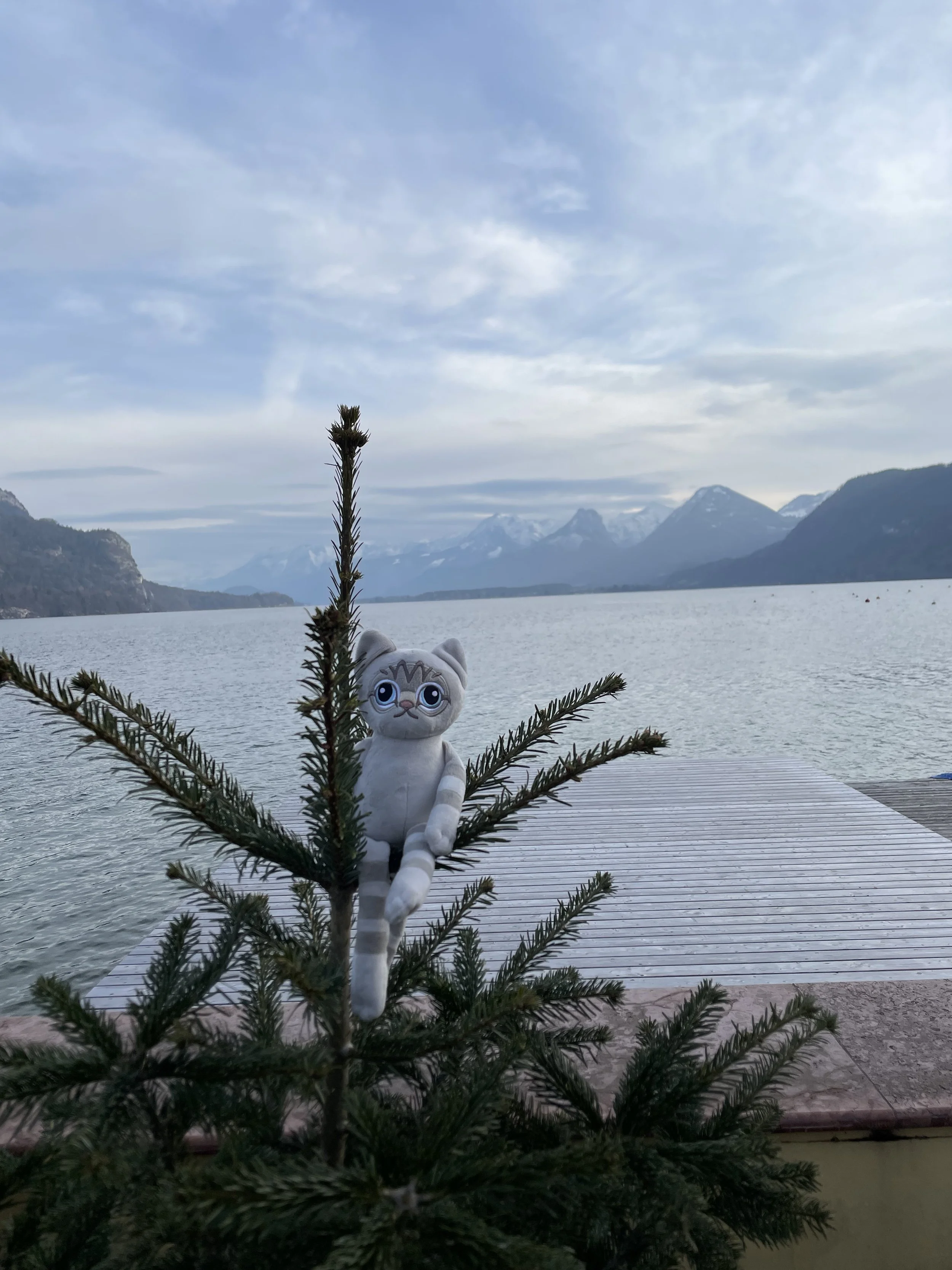 IMG_7934.jpeg