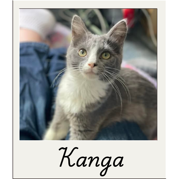 Kanga.png