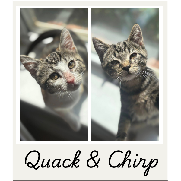 quack_chirp.png