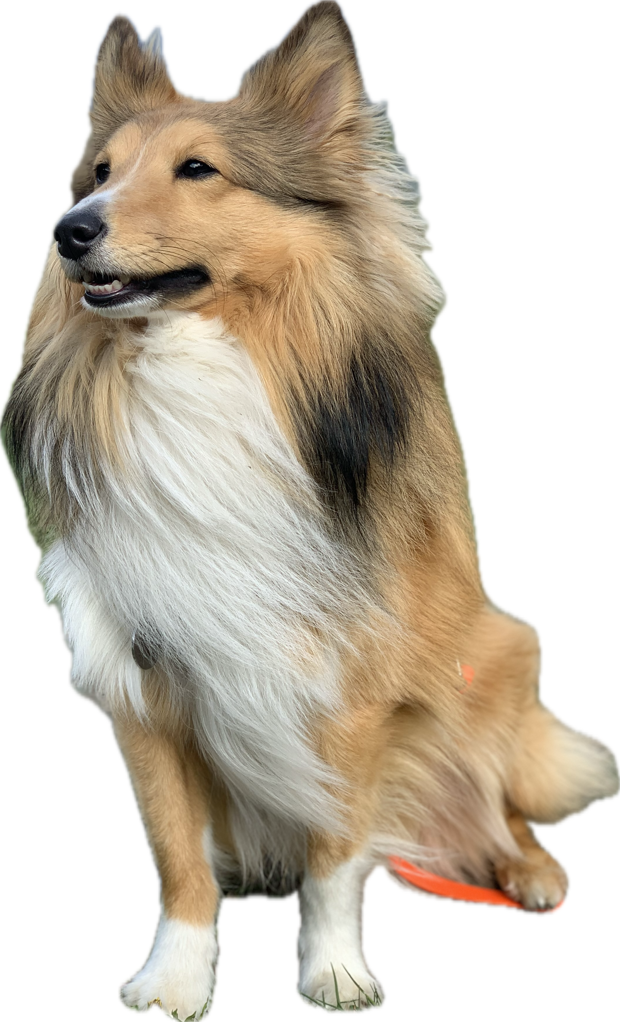 Chien de race Collie à poil long assis, de couleur marron et blanc.