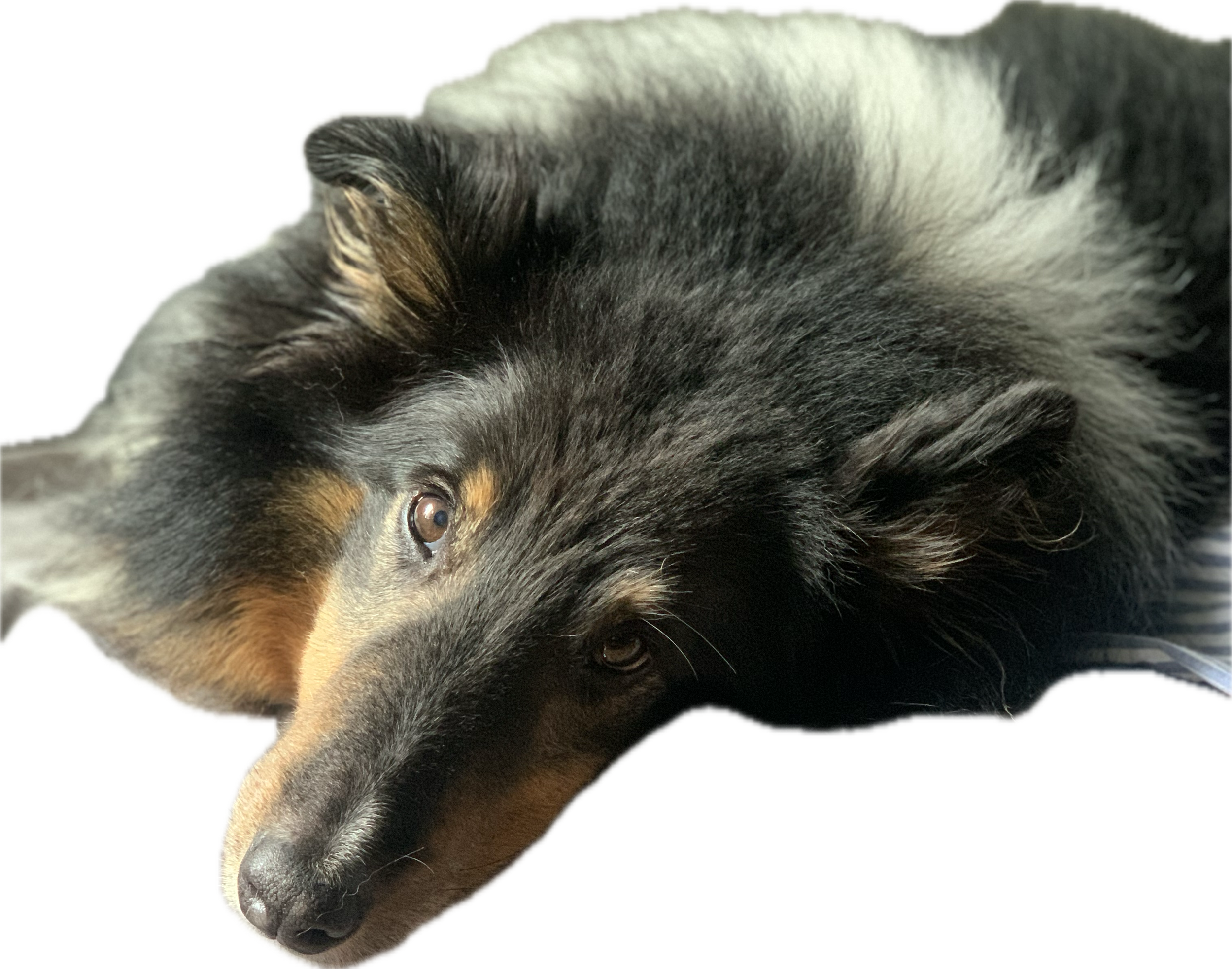 Chien de race colley couché, regardant vers l'appareil photo.