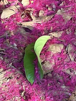 image00043.jpeg