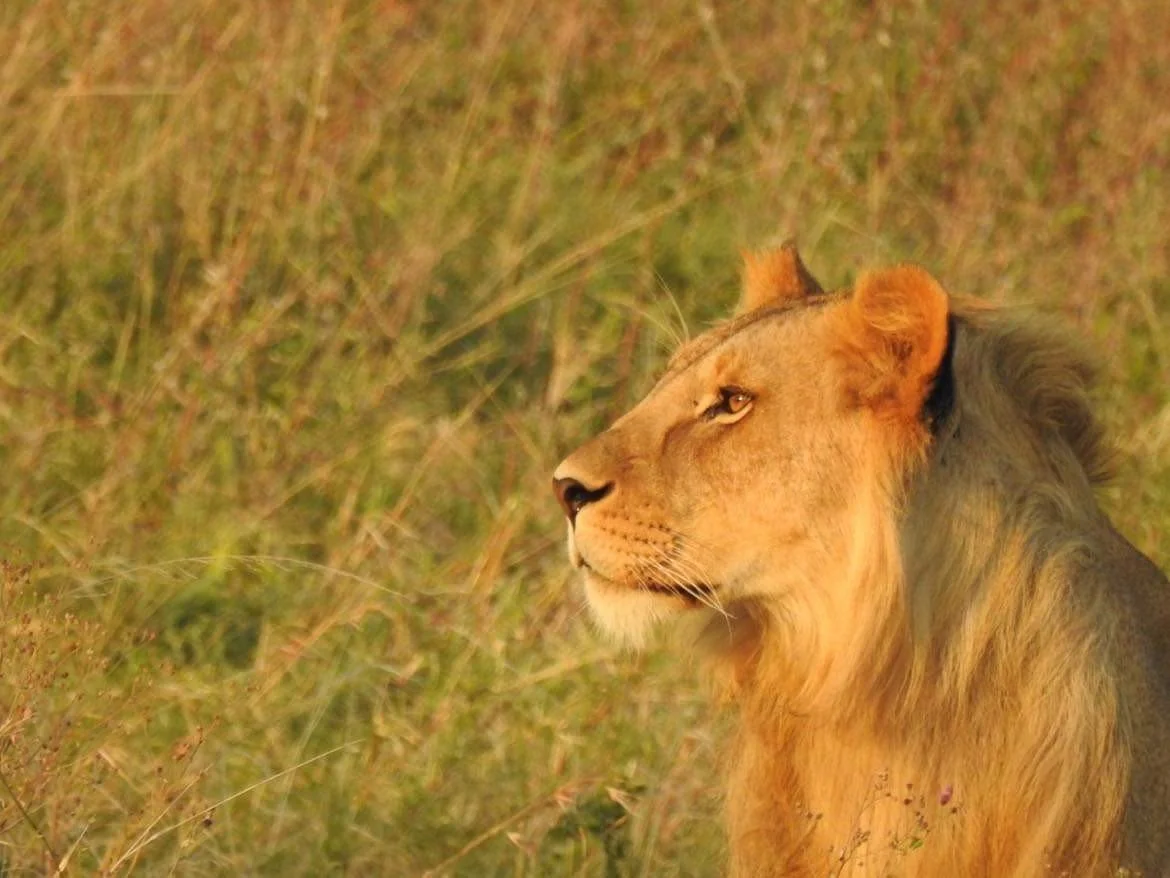 Dreaming of Traveling