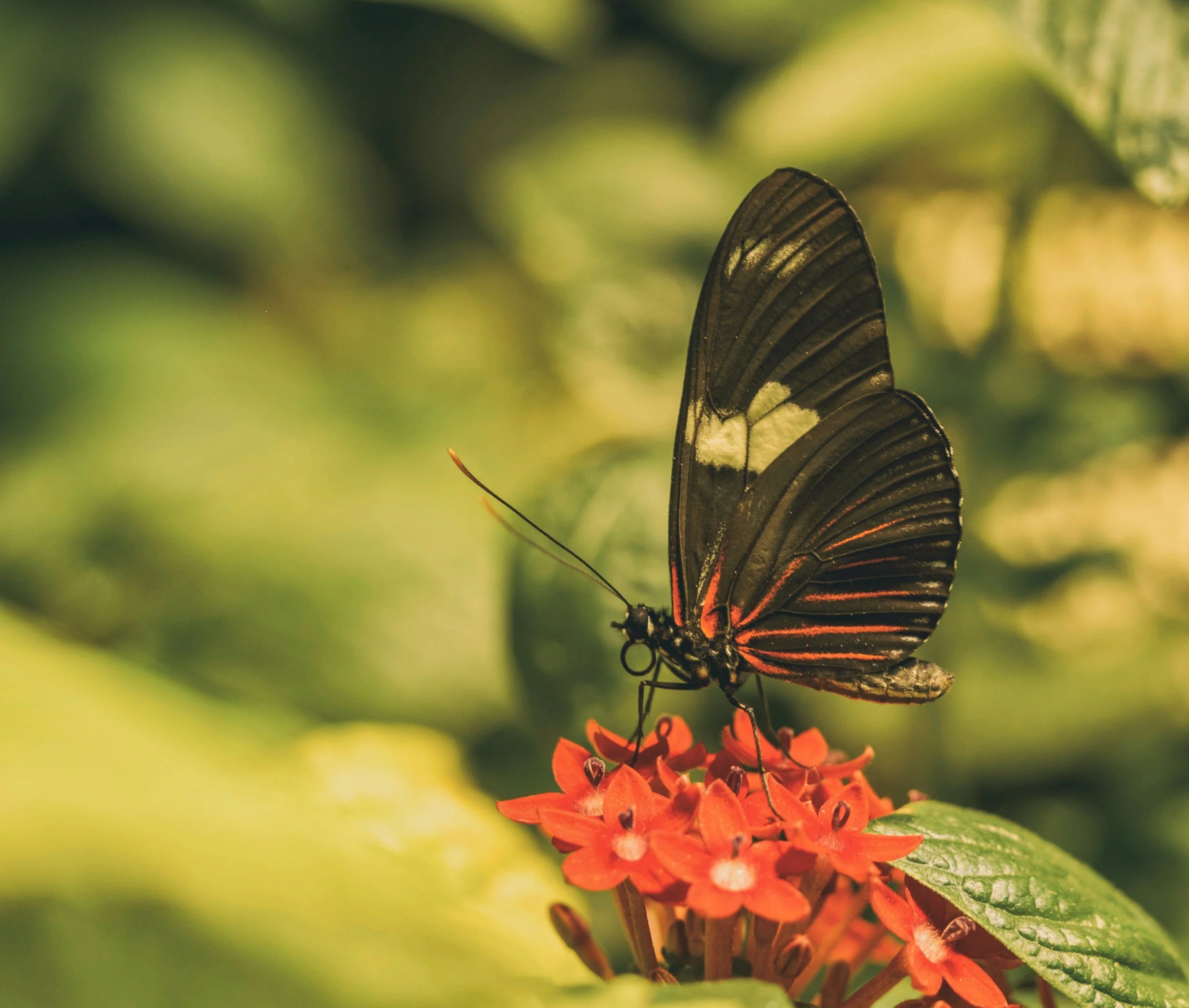Close-up of a butterfly with black, yellow, and orange wings resting on a cluster of small orange flowers, with blurred green foliage in the background.