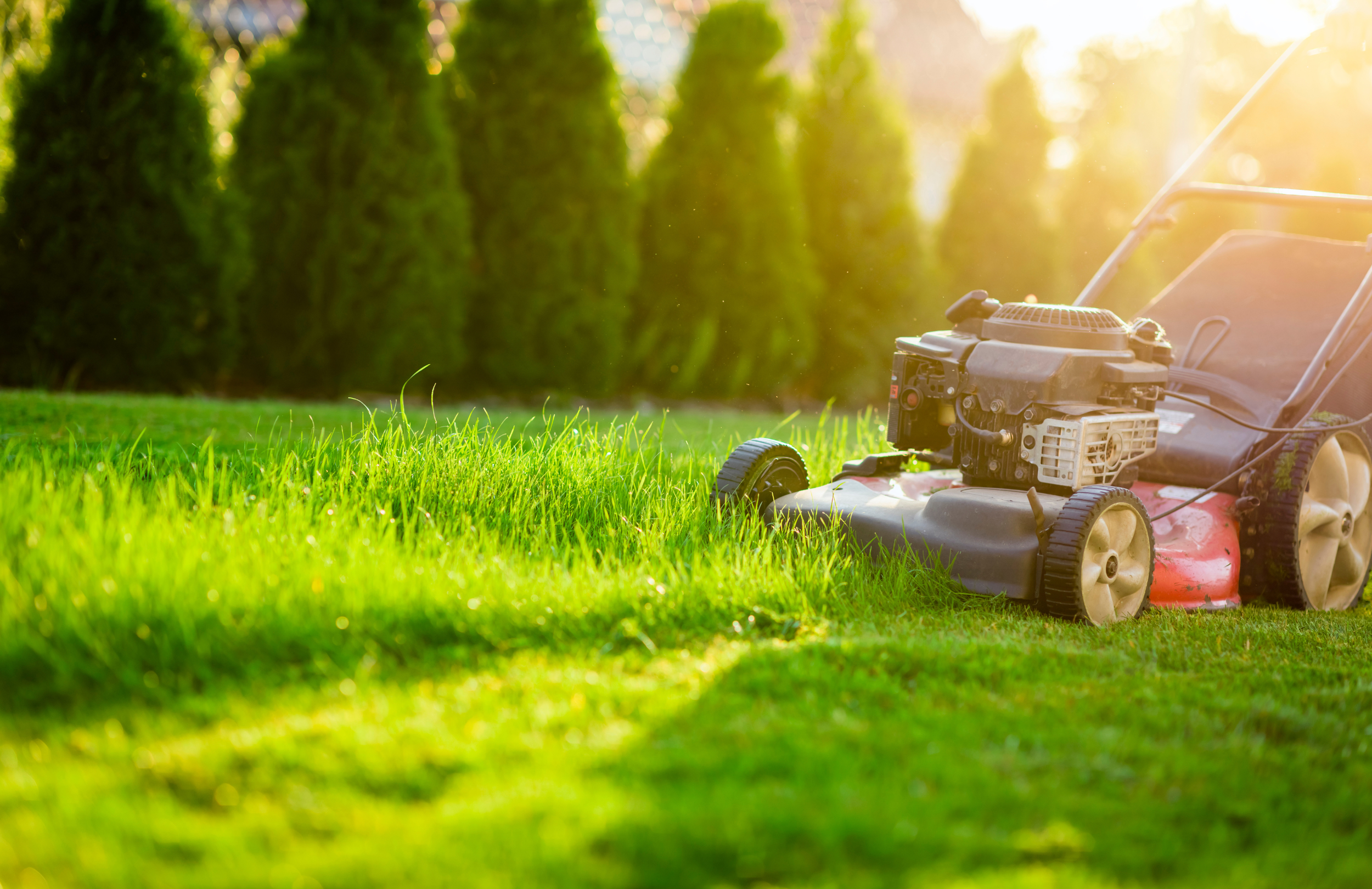 Expert lawncare and maintenance at an affordable price