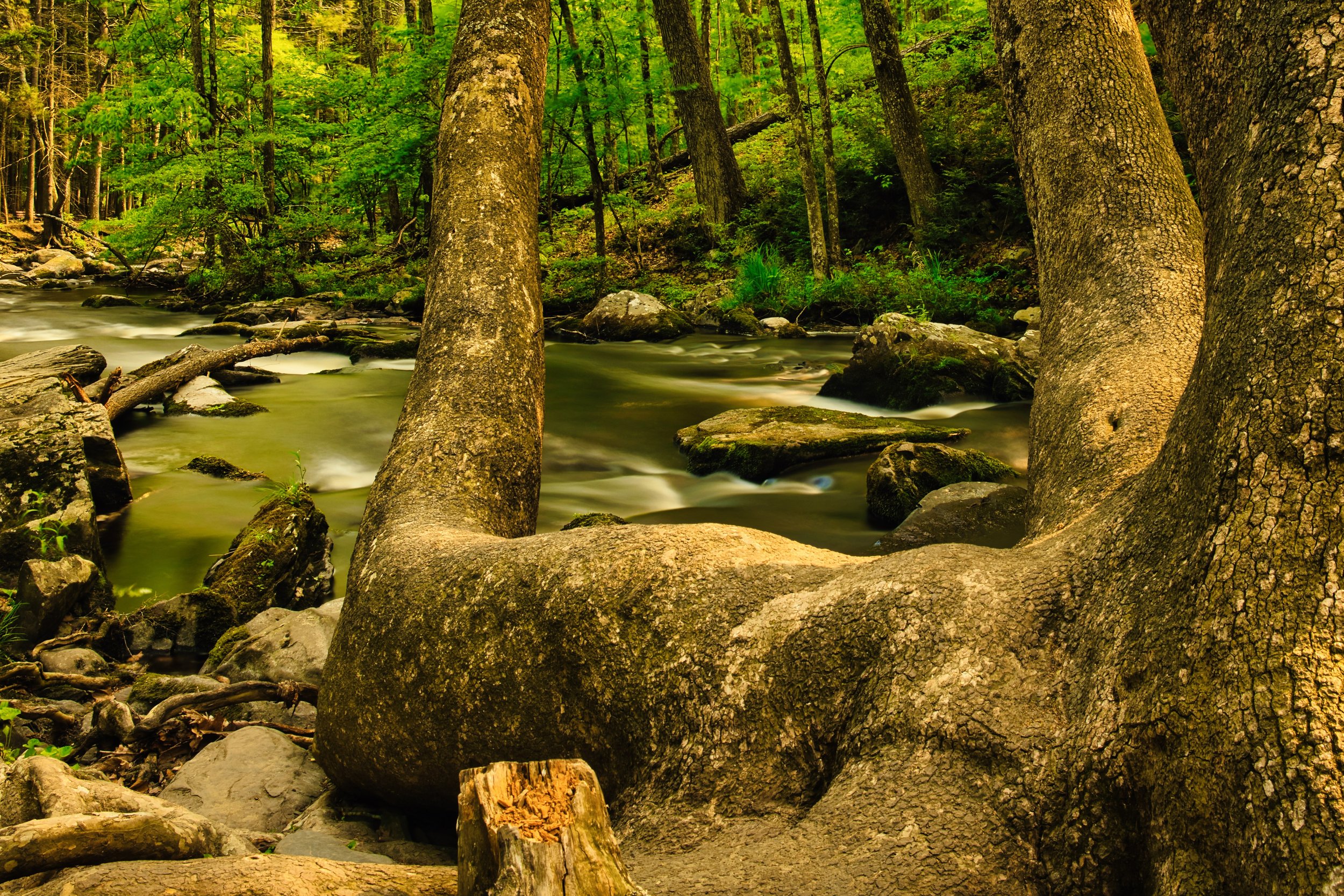 monroe-county-pa-forest-stream-scenic-landscape.jpeg