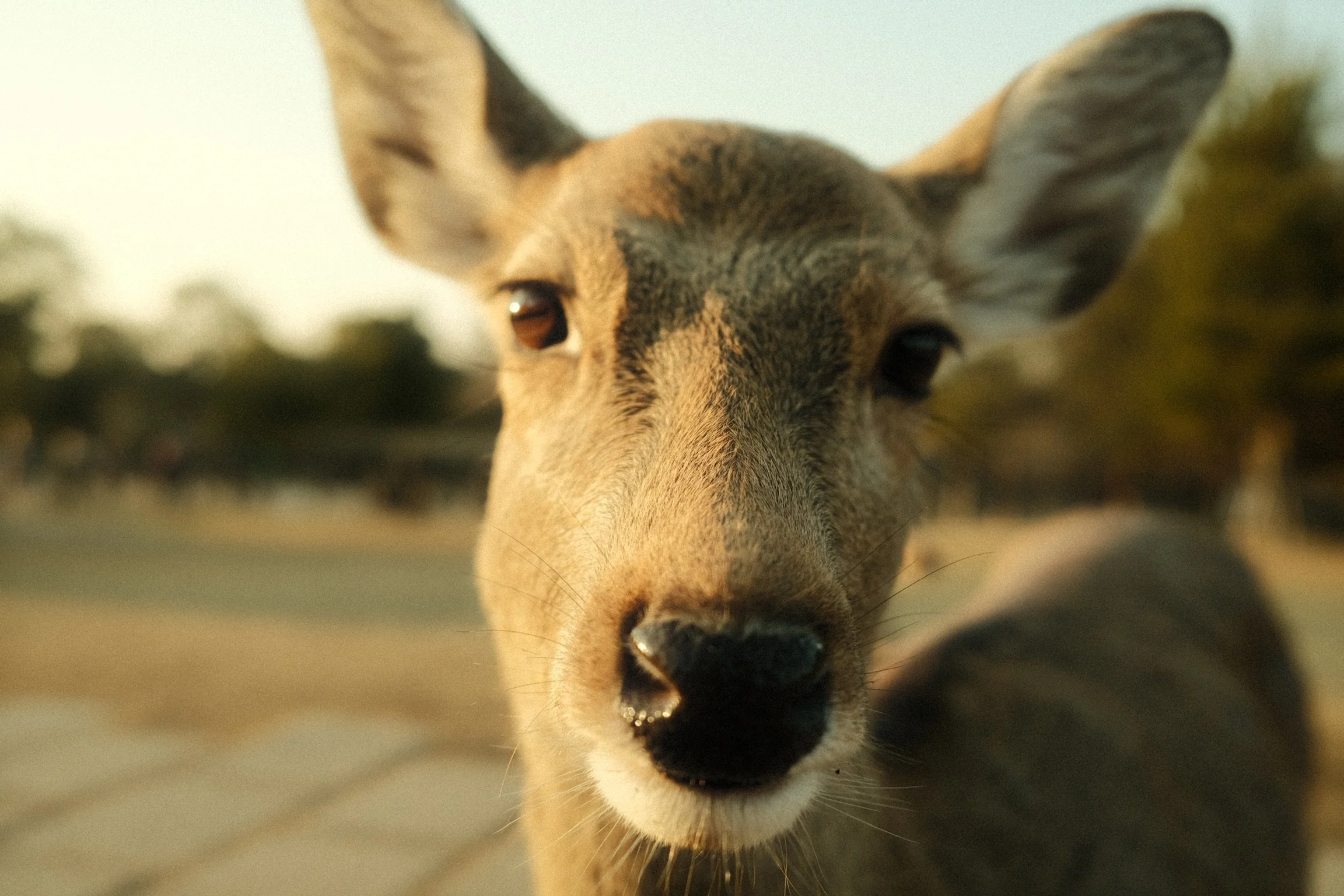Close-up of a dog's face, possibly a husky, with its nose in the foreground and ears up. Blurred outdoor background.