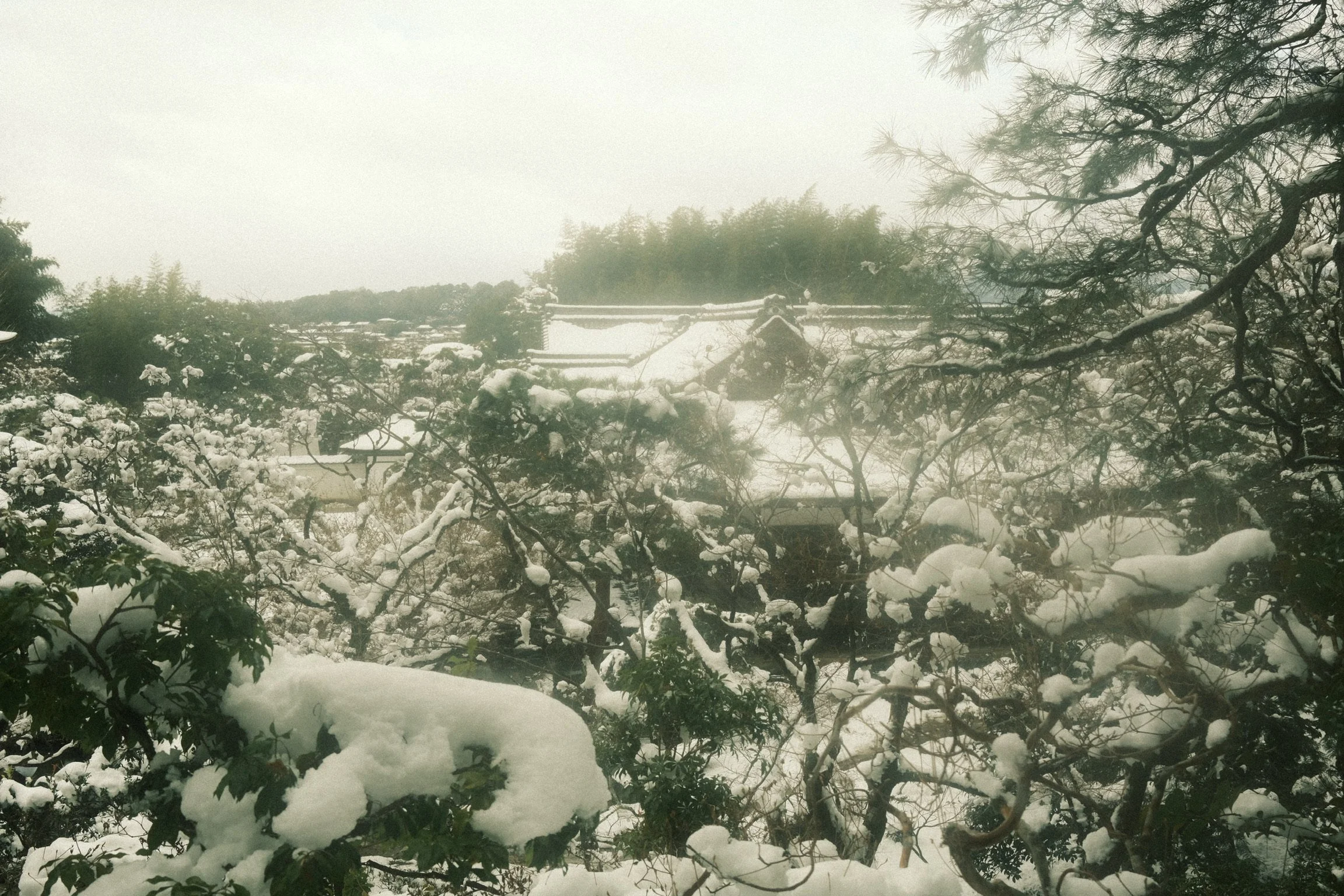 Snow-covered trees and a traditional Asian-style building partially visible in foggy weather.
