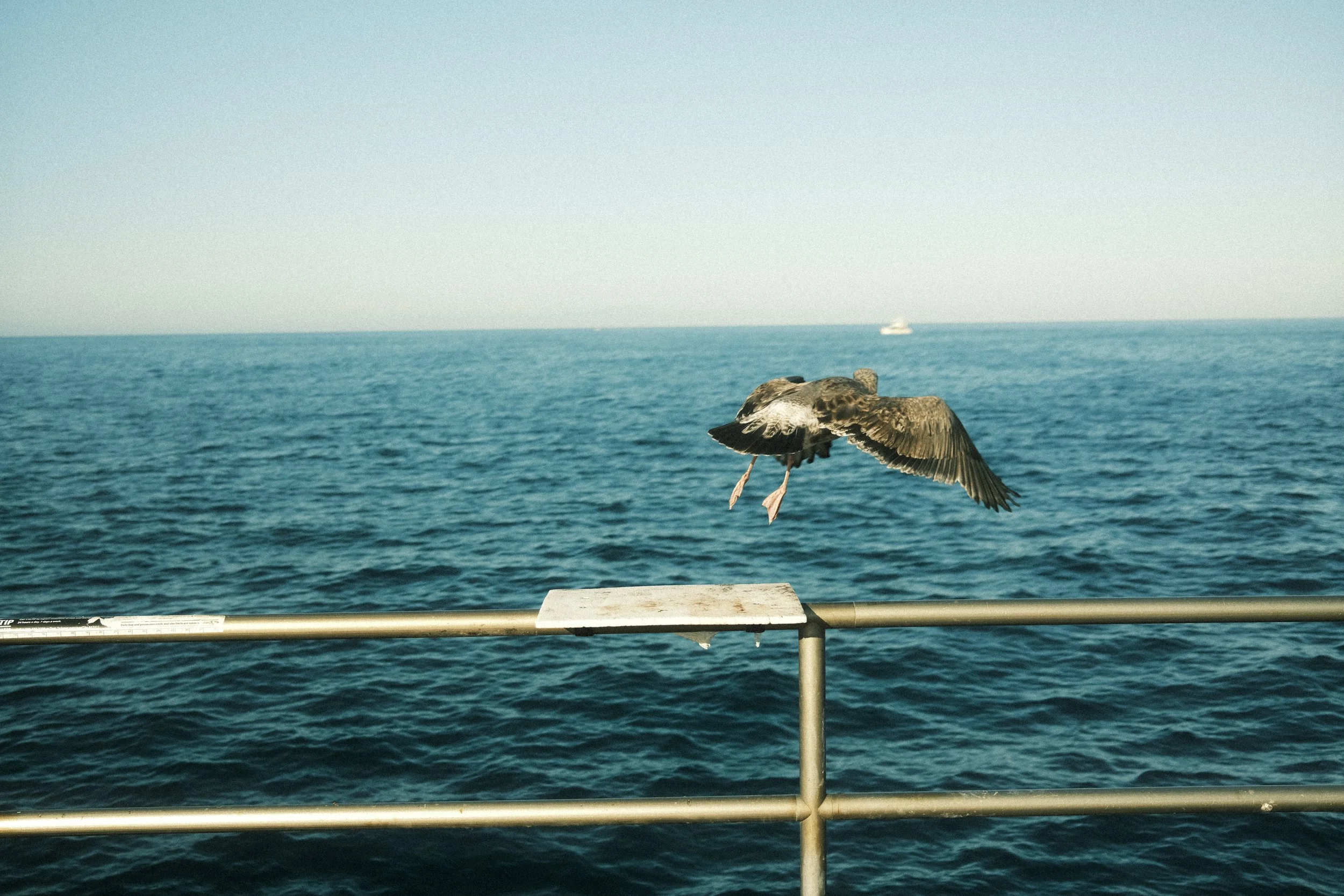 Seagull flying over the ocean near a boat railing with a distant boat on the water under a clear sky.