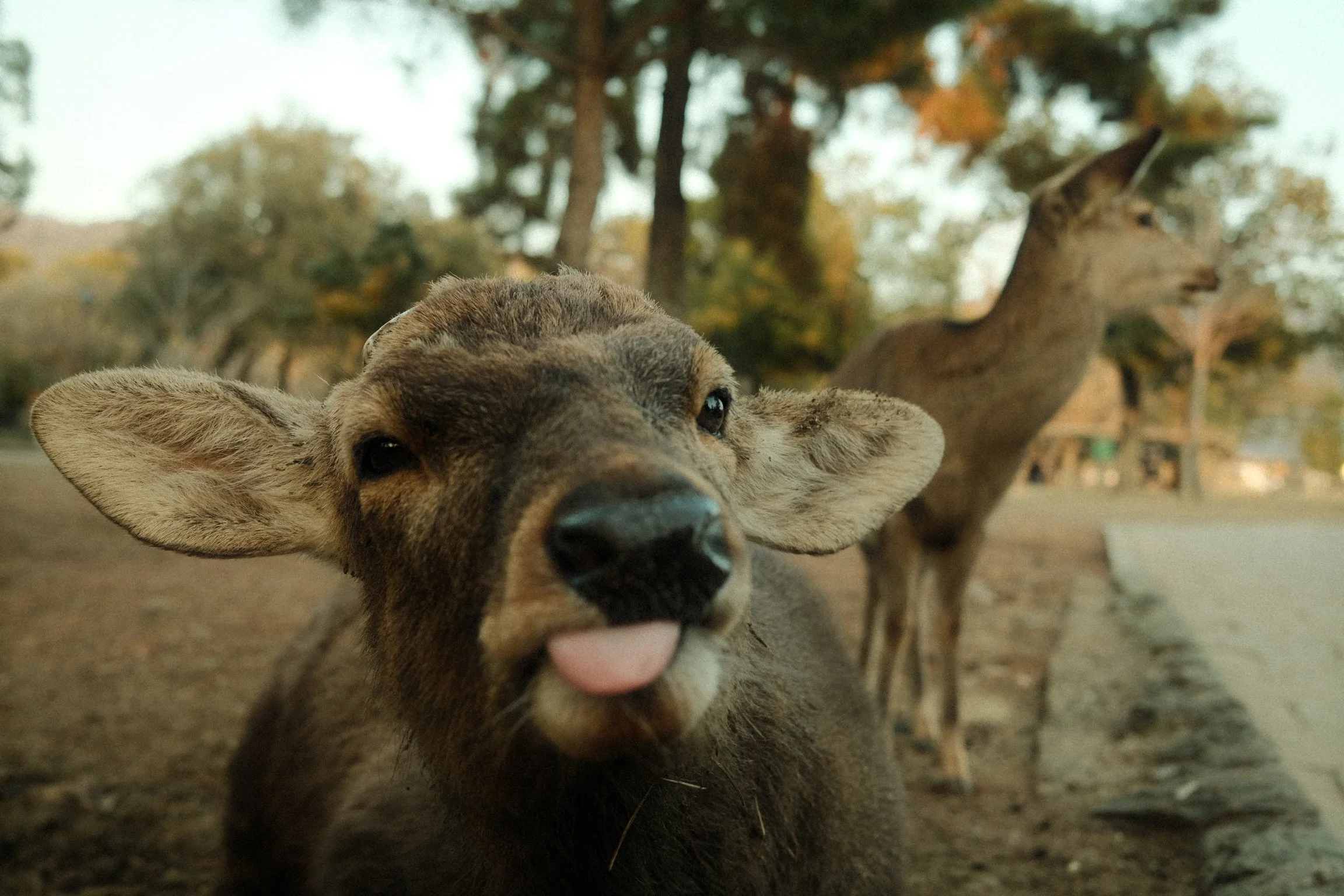 Close-up of a young deer with large eyes and ears, sticking its tongue out, in a park or forest area with trees in the background.