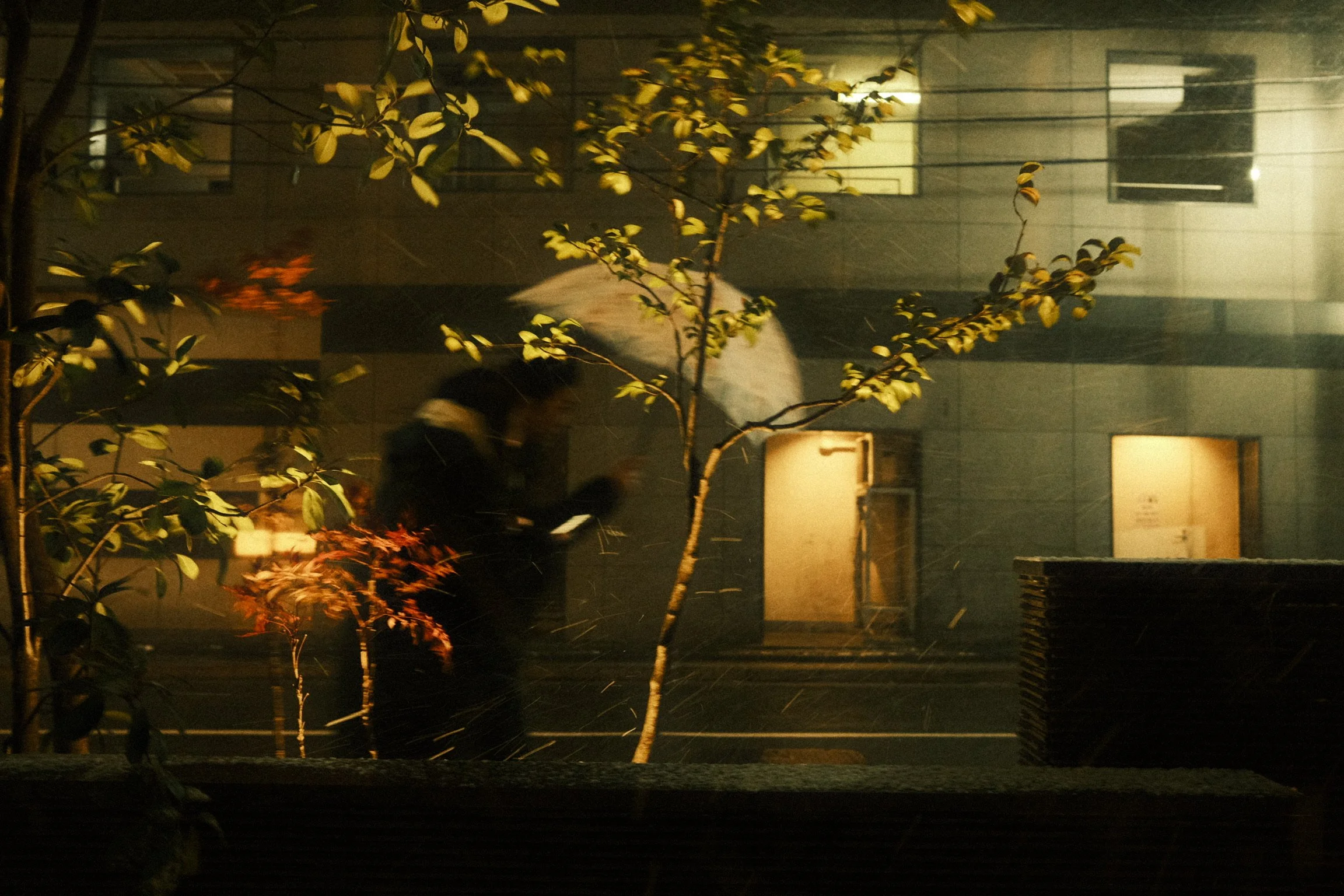Nighttime scene of a person riding a motorcycle past a house with lit windows, viewed through a window with plants and leaves in the foreground.