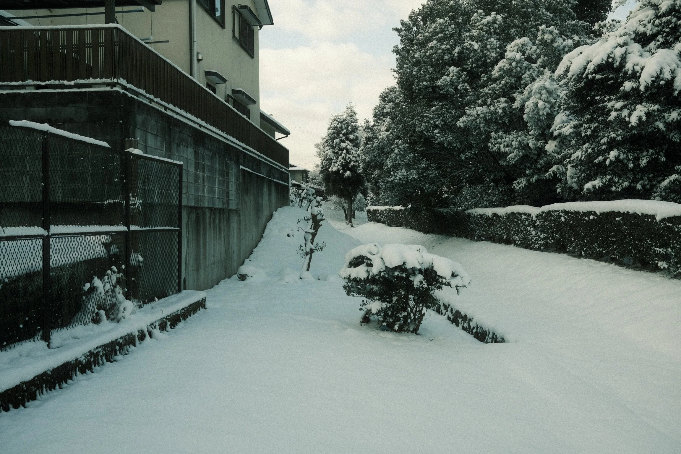 Snow-covered backyard with a small bush, trees, a tall hedge, a concrete wall, and a house with multiple windows and balconies.