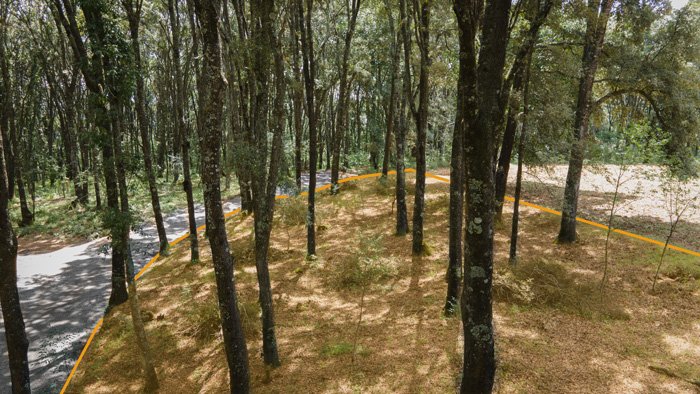Terreno-Bosque-1-Min.jpg