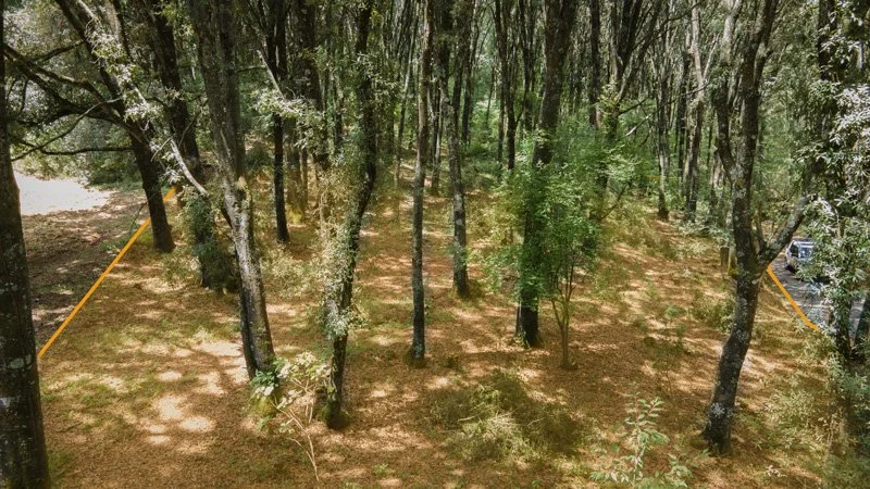 Terreno-Bosque-2-Min.jpg
