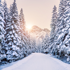 Navigating New Pathways in the New Year