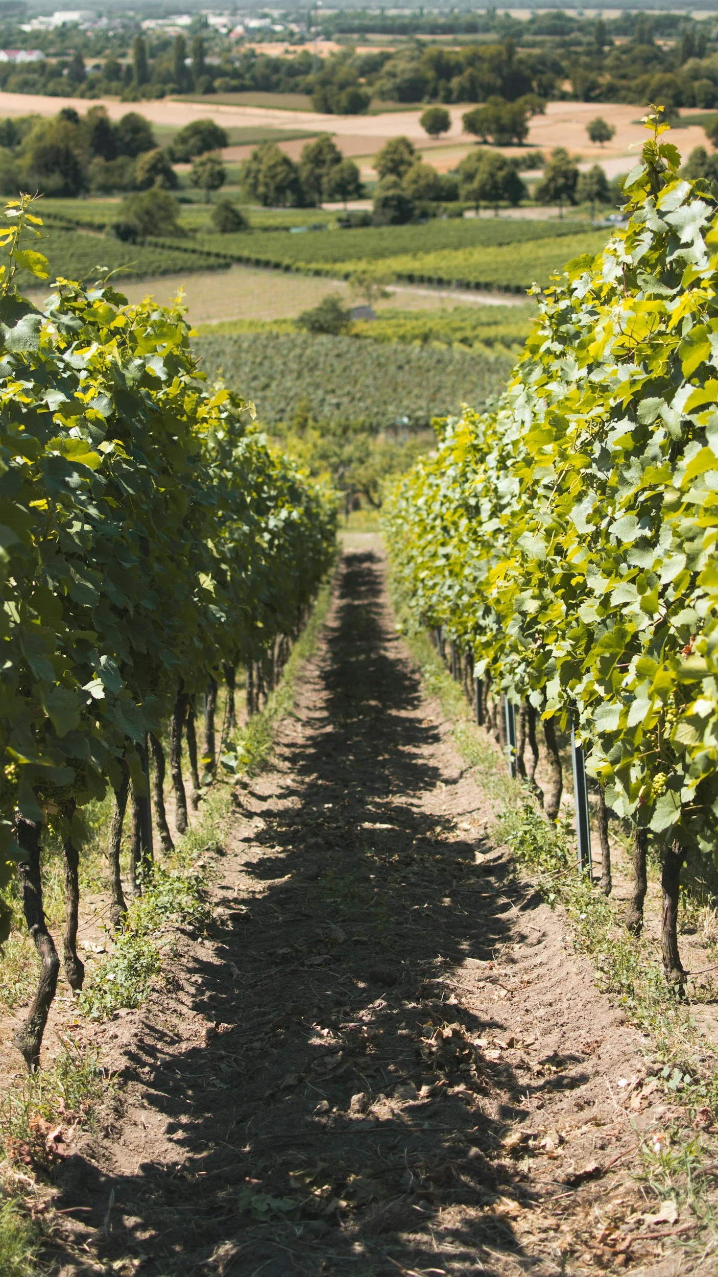 Sullivan Lane Unpermitted Vineyard Irrigation