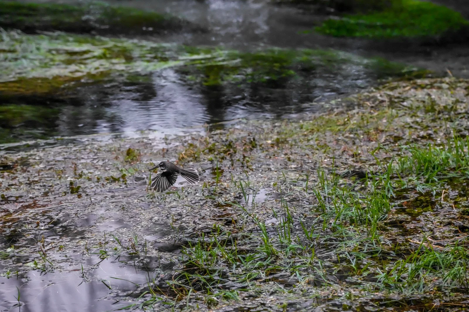 fantail flight uncropped sony a7rvi
