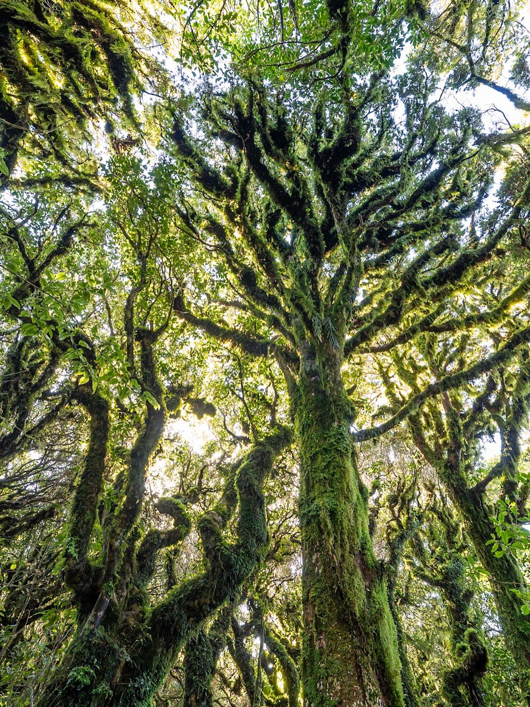 MORE THAN JUST A MOUNTAIN. It&rsquo;s easy to get a bit depressed when a visit to Taranaki results in the maunga keeping itself hidden in the clouds for days on end. But that&rsquo;s just Taranaki for you, so then it&rsquo;s time to think outside the