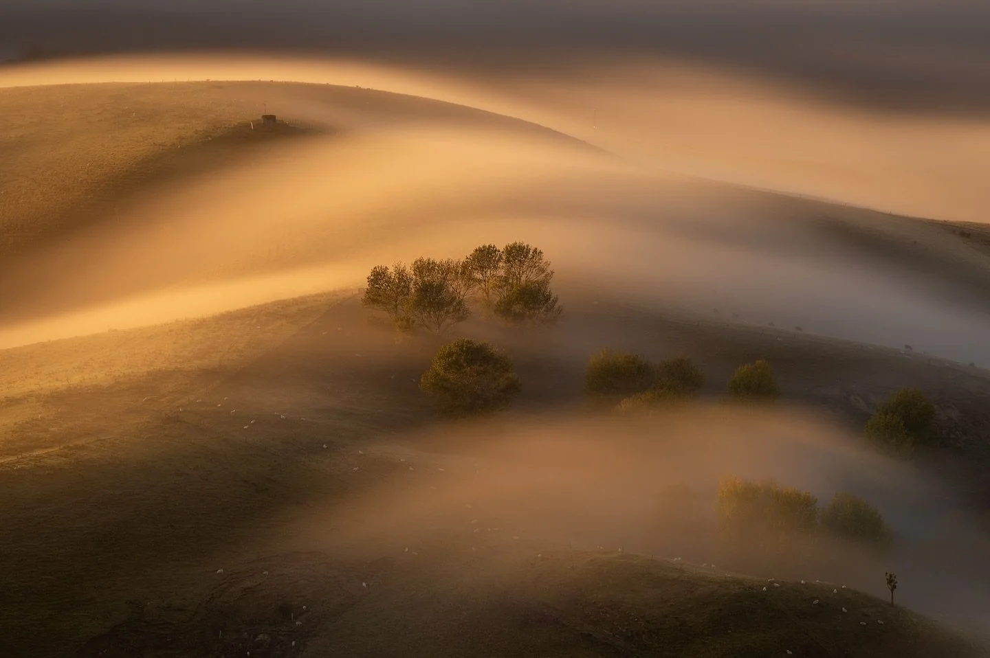 FALL FOG. I was absolutely stunned to discover that my image has WON the Landscape Category of the @sonyalpha.anz Sony Alpha Awards - special awards for Ambassadors, Advocates &amp; Affiliates. 

Normally I&rsquo;d have been over in Sydney for the Aw