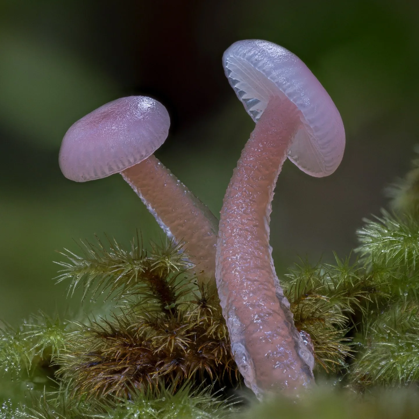 Step into the forest and unlock hidden worlds 🍄🌿

Ready to see the forest differently? Fairytale fungi. Moody forests. Magical detail.
 Join me + fungi expert Paula Vigus @gapt.it_photography for a small-group, hands-on workshop where you&rsquo;ll 