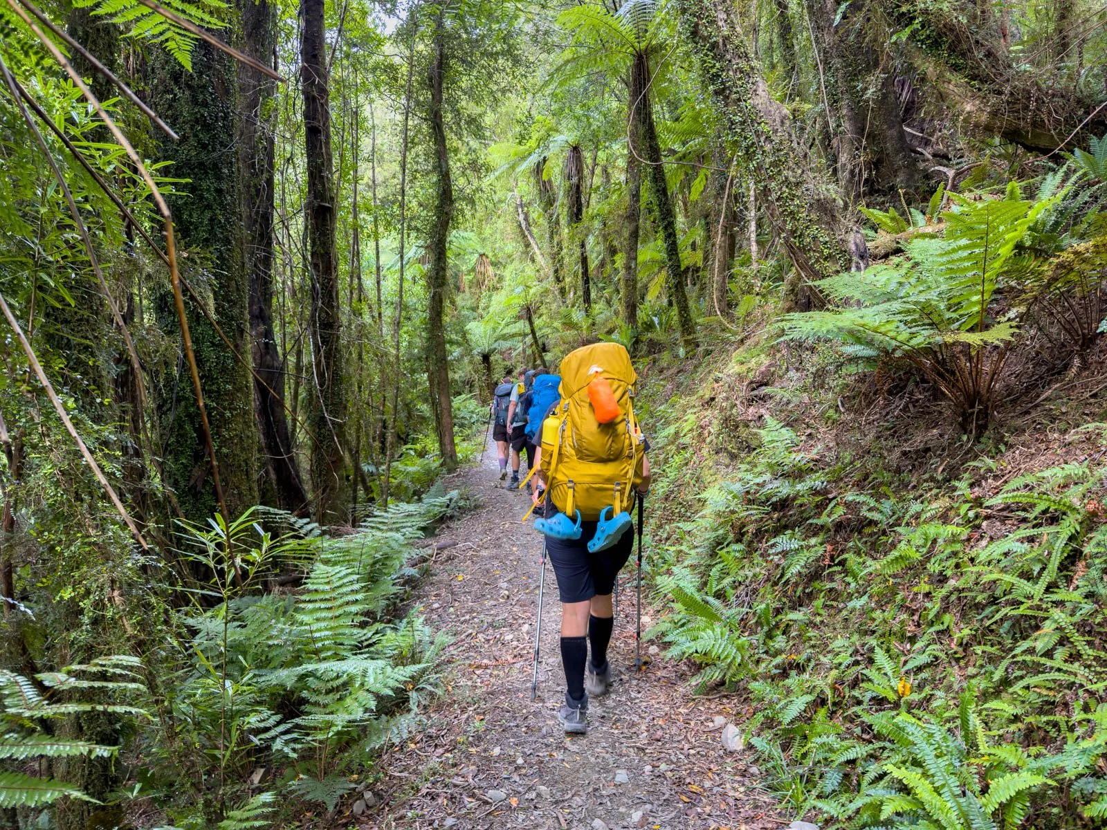 forest day 4 paparoa track