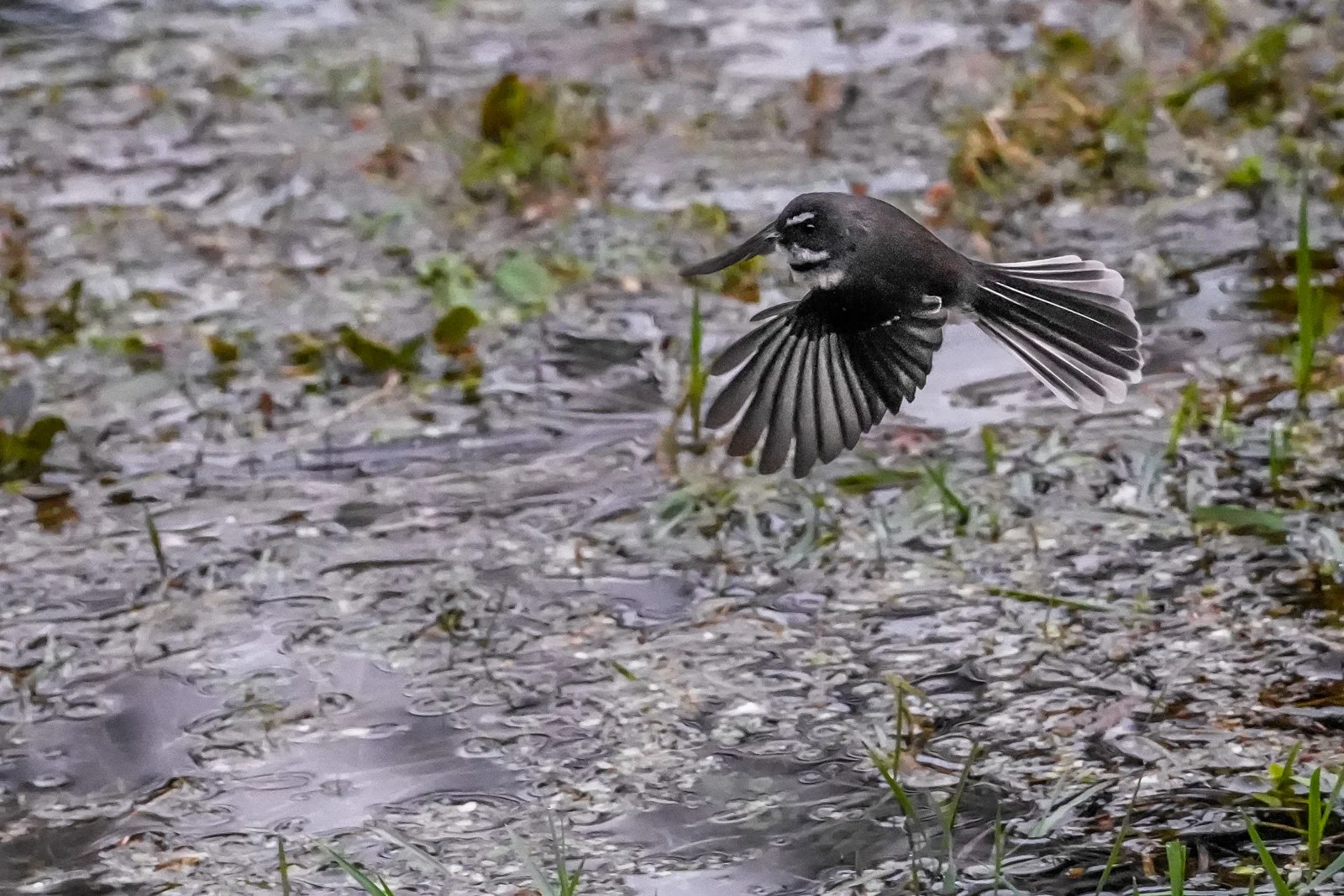 fantail flight sony alpha 7r vi