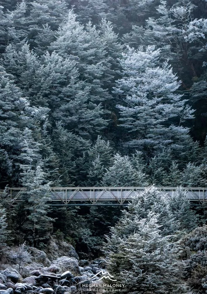 Beech Forest Winter Hoar Frost