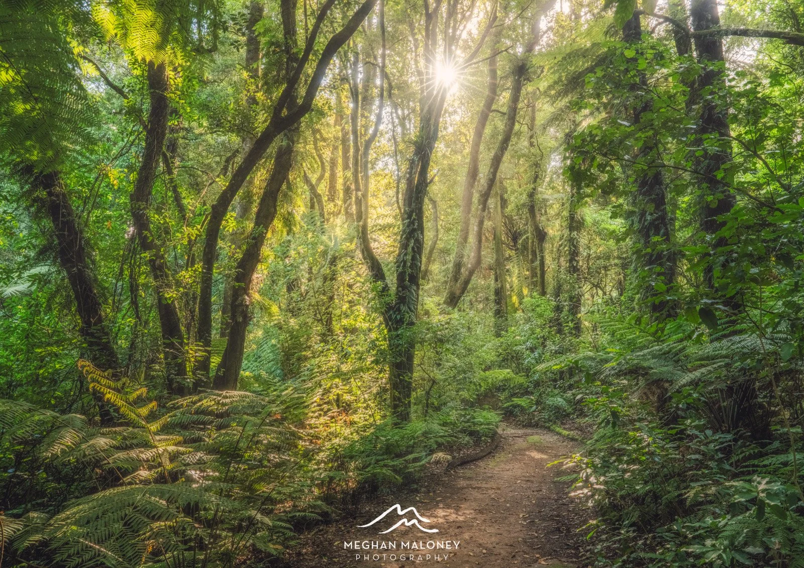 Waikato Fairytale Forest Light