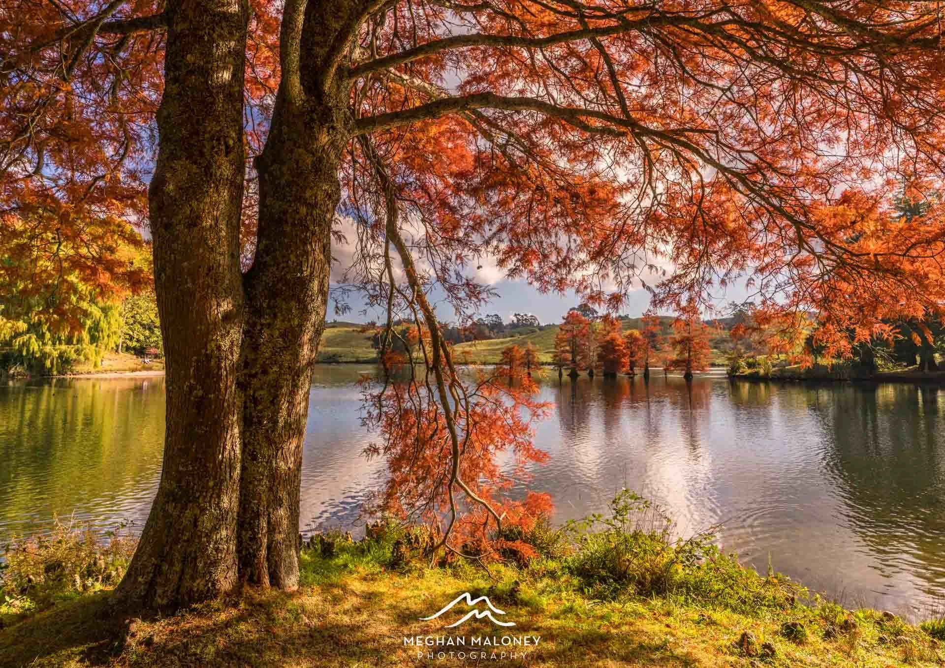 Autumn Tree McLaren Falls