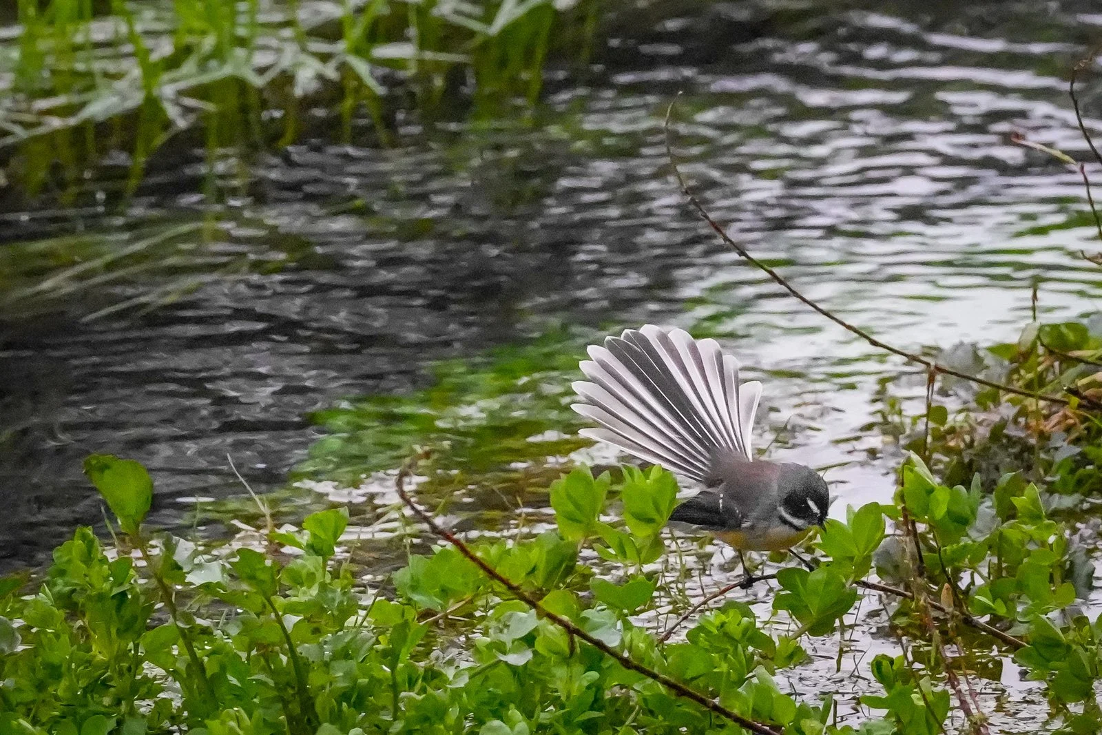 fantail shot with a7rvi