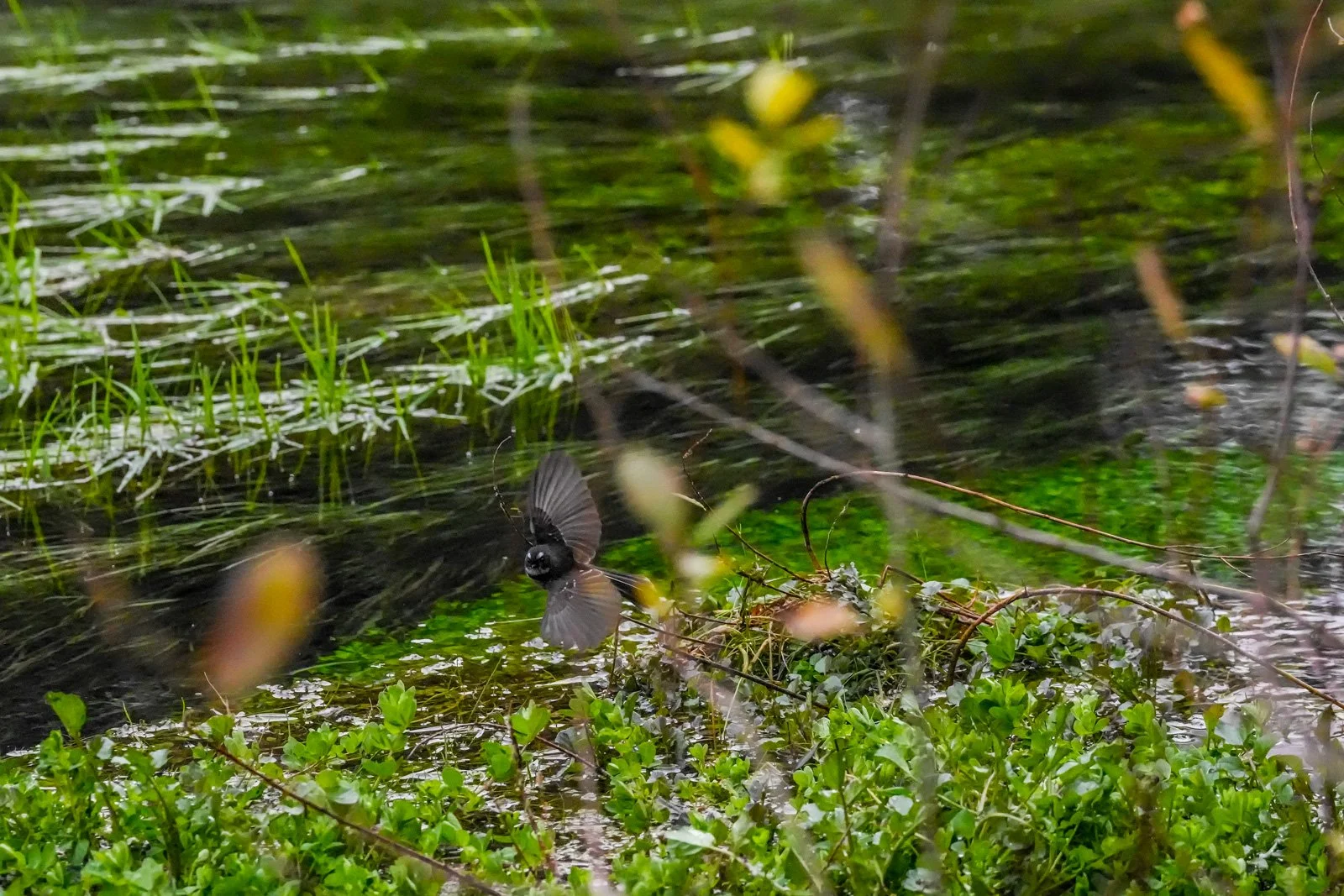 fantail bush focus a7rvi