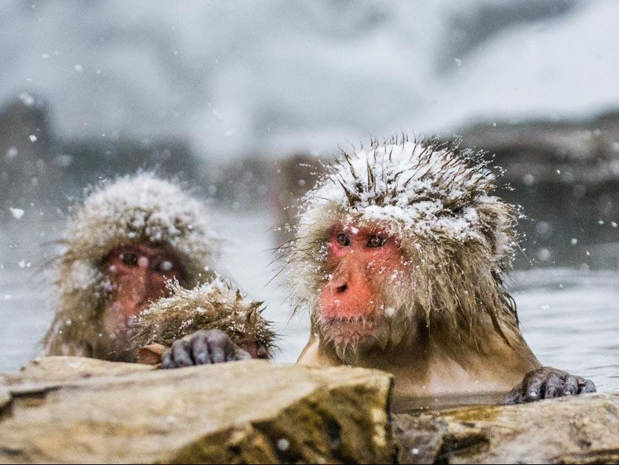 jigokudani snow monkeys nagano