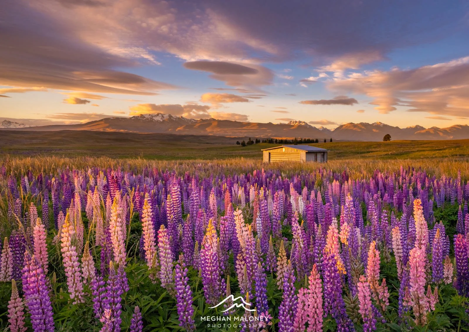 Lupins Golden Field Tekapo