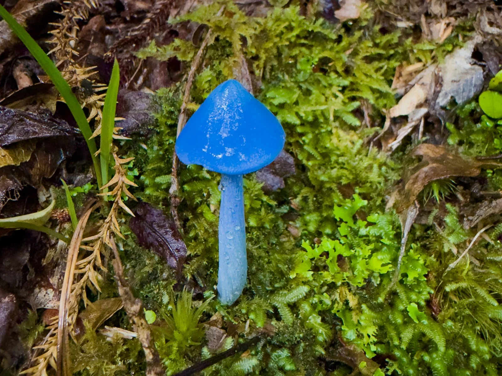 blue entoloma hochstetteri