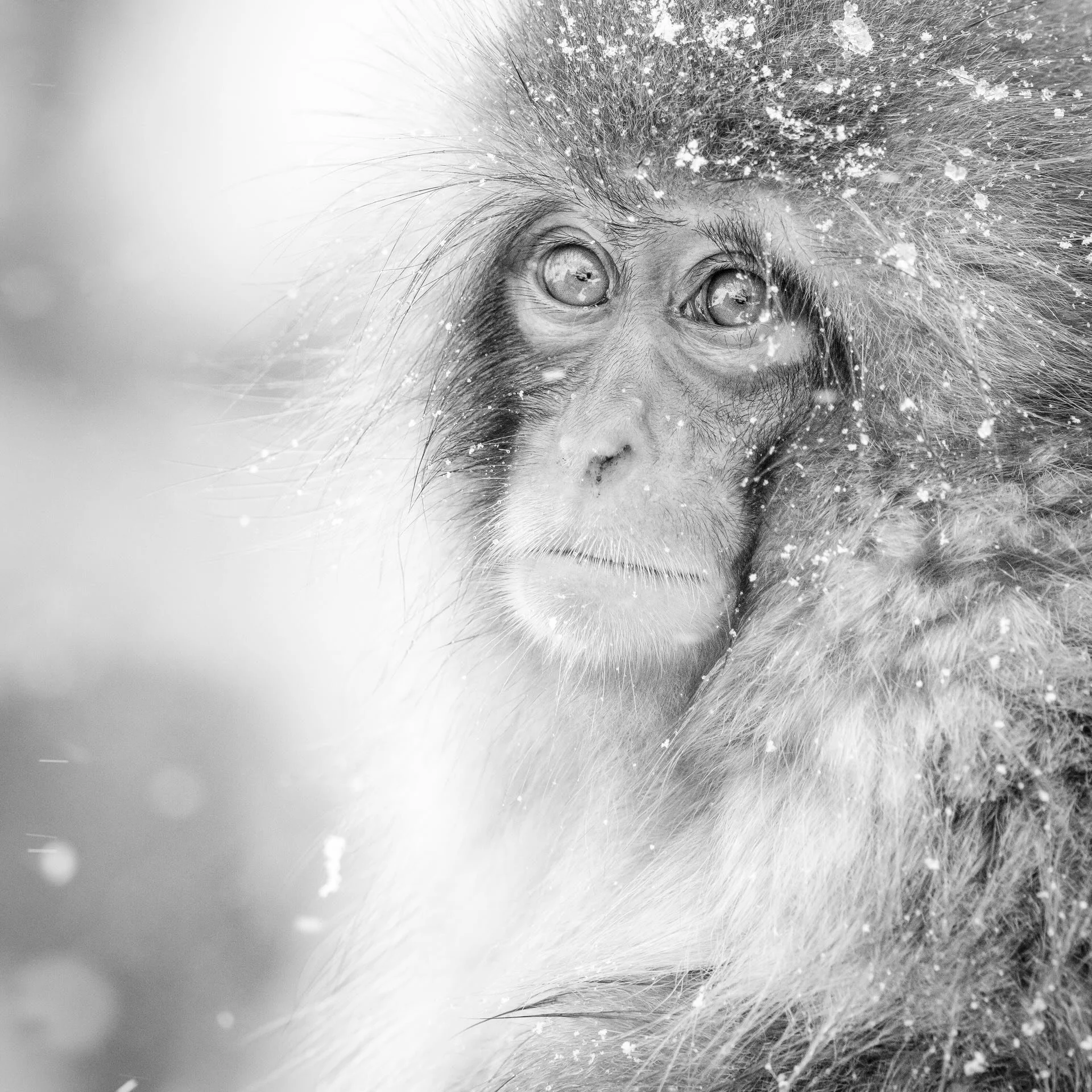 jigokudani snow monkey