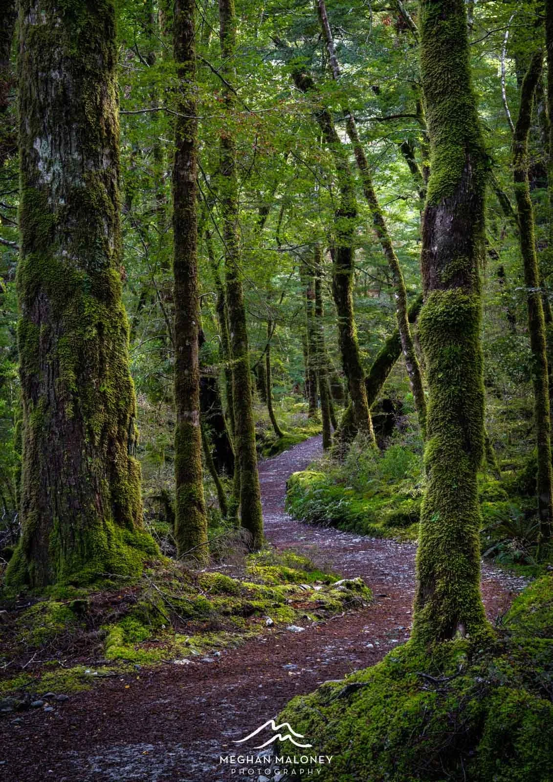 Routeburn Forest Winding Path