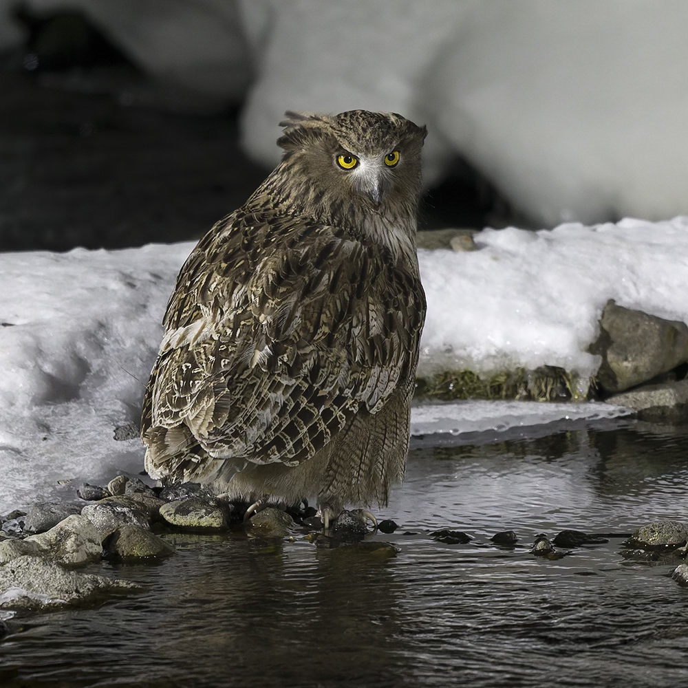 blakiston's fish owl hokkaido