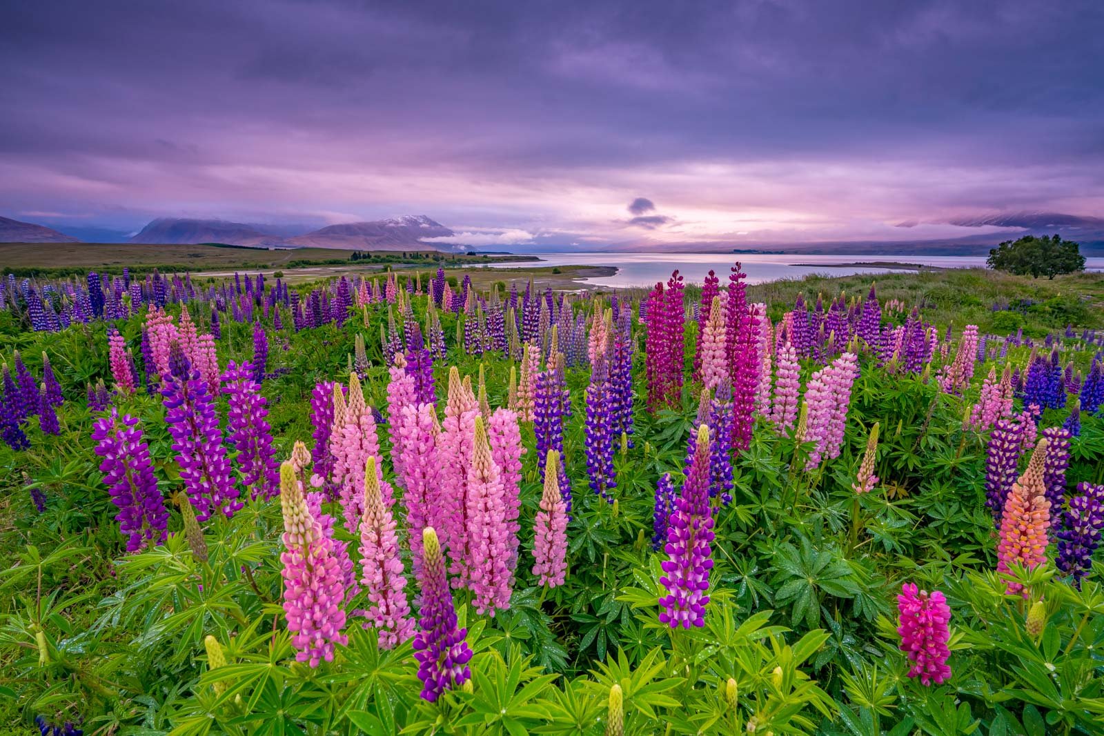 Tekapo & Twizel Landscape Photography