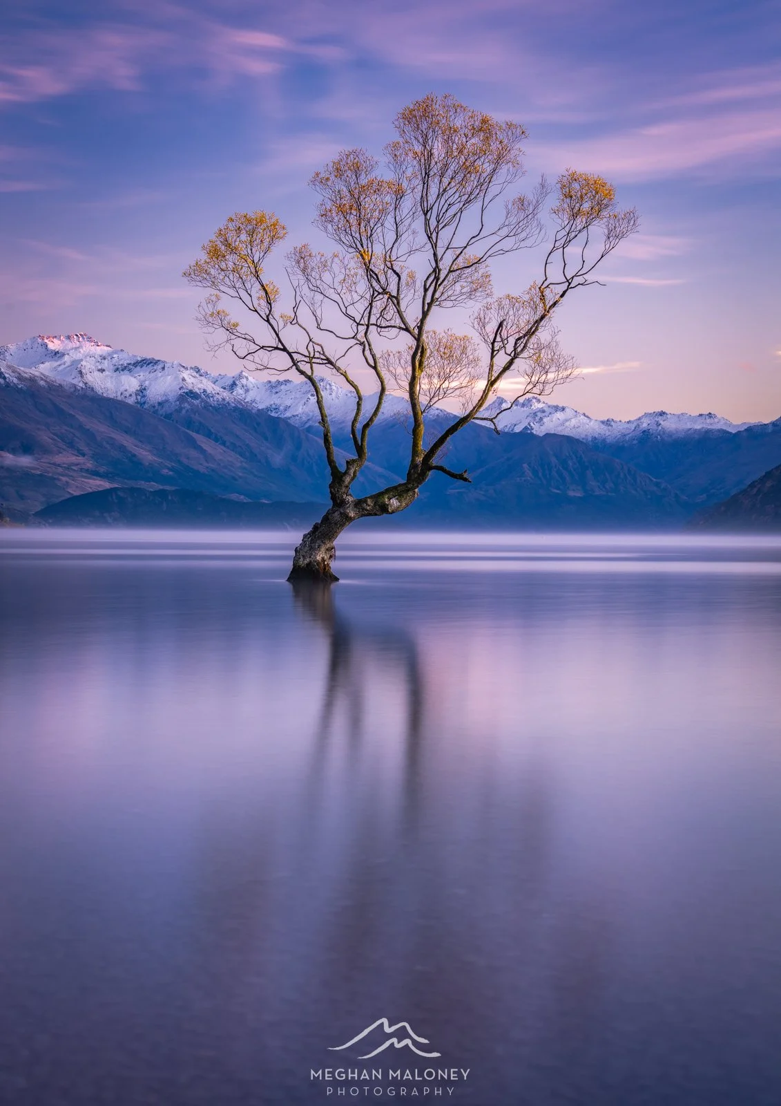 Wanaka Tree Autumn Dawn