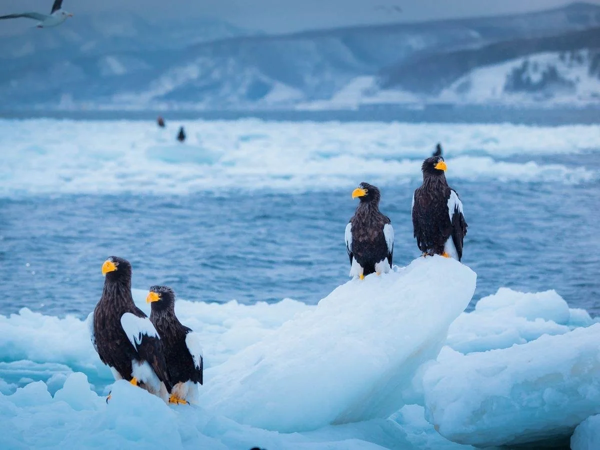stellar's sea eagle boat tour