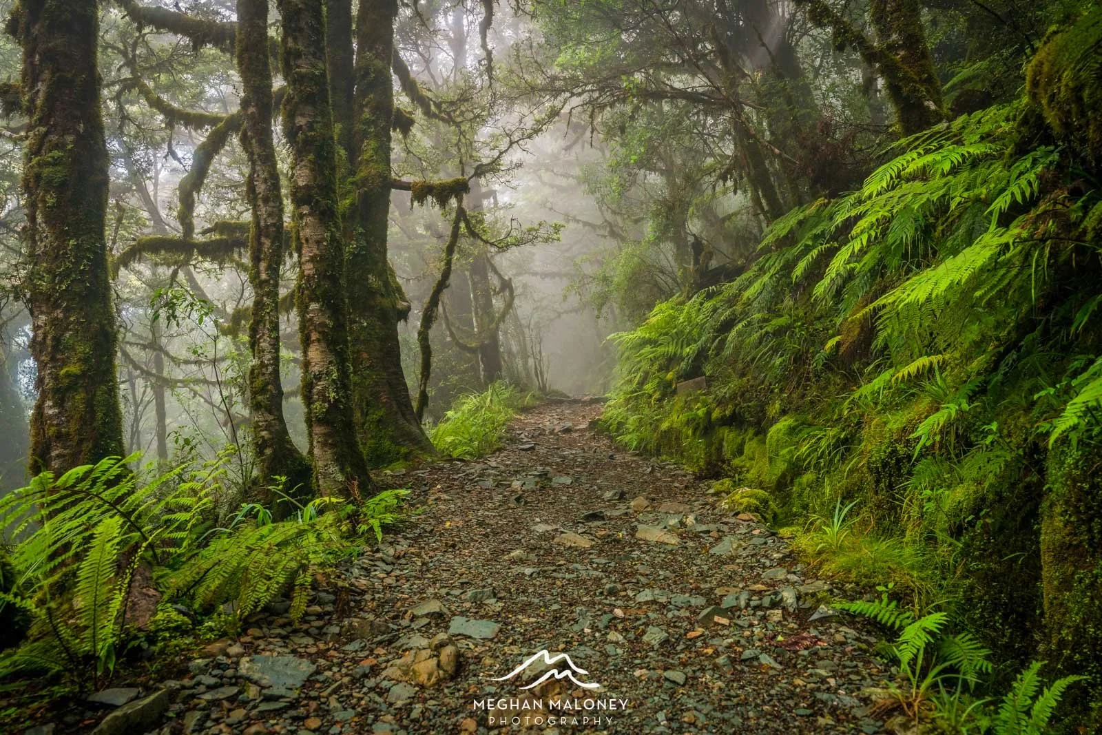 Routeburn Middle-earth Forest