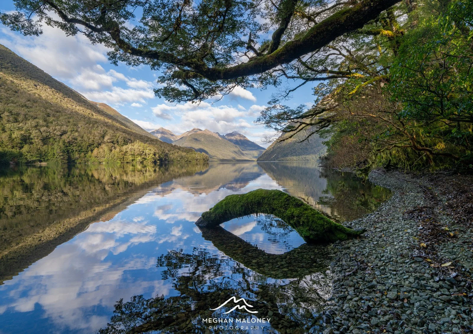 Lake Gunn forest Reflections