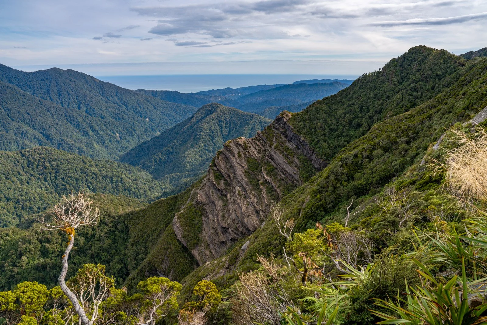 escarpment view paparoa track