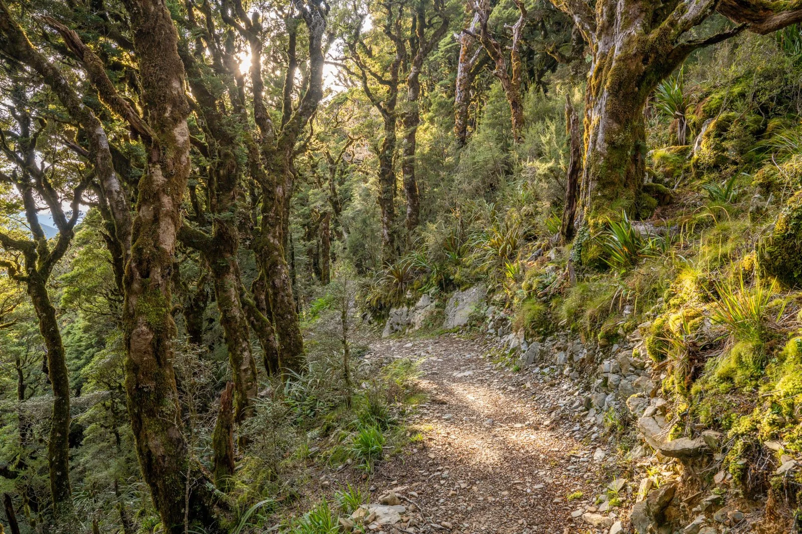 goblin forest paparoa track