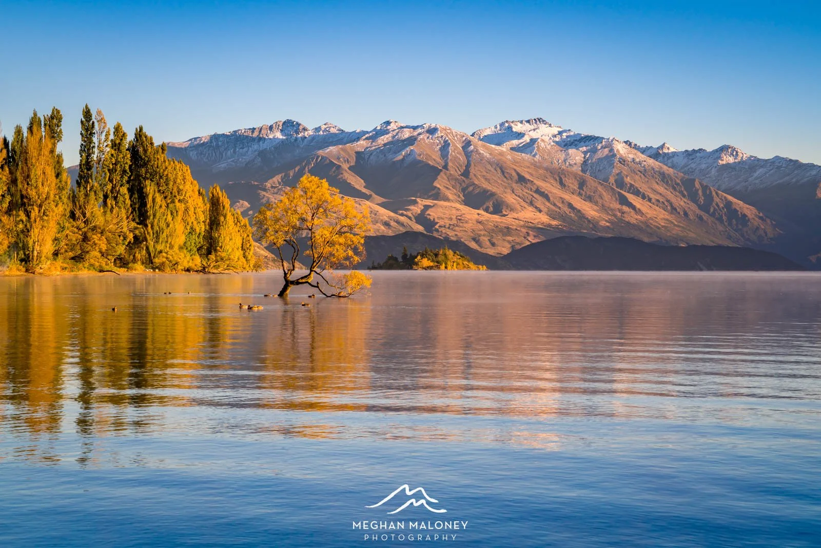 Autumn Colours Wanaka Tree